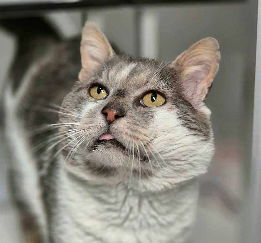 Photo #1 de Benedict