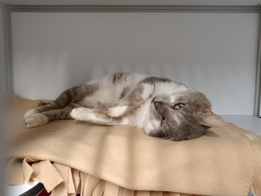 Photo #2 de Benedict