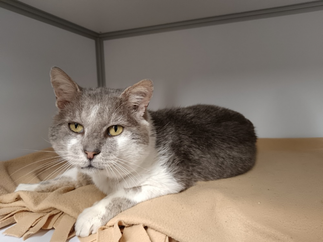 Photo #3 de Benedict