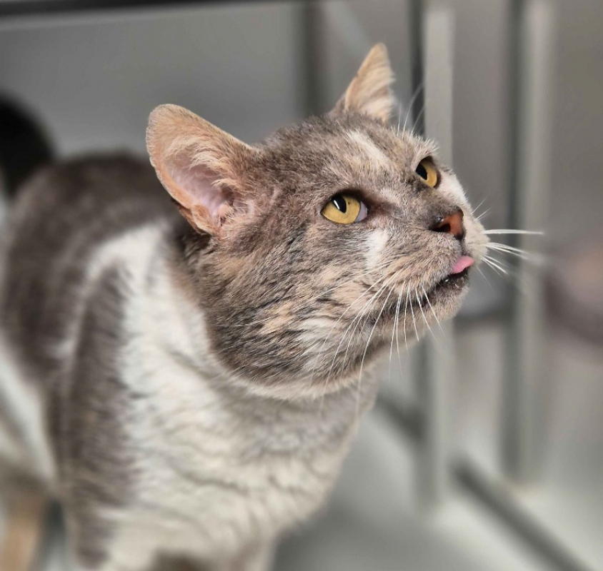 Photo #4 de Benedict