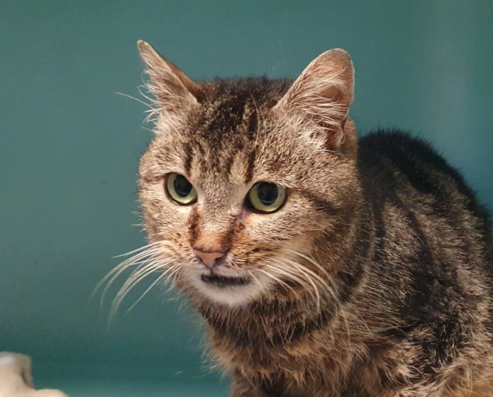 Photo #1 de Cookiette