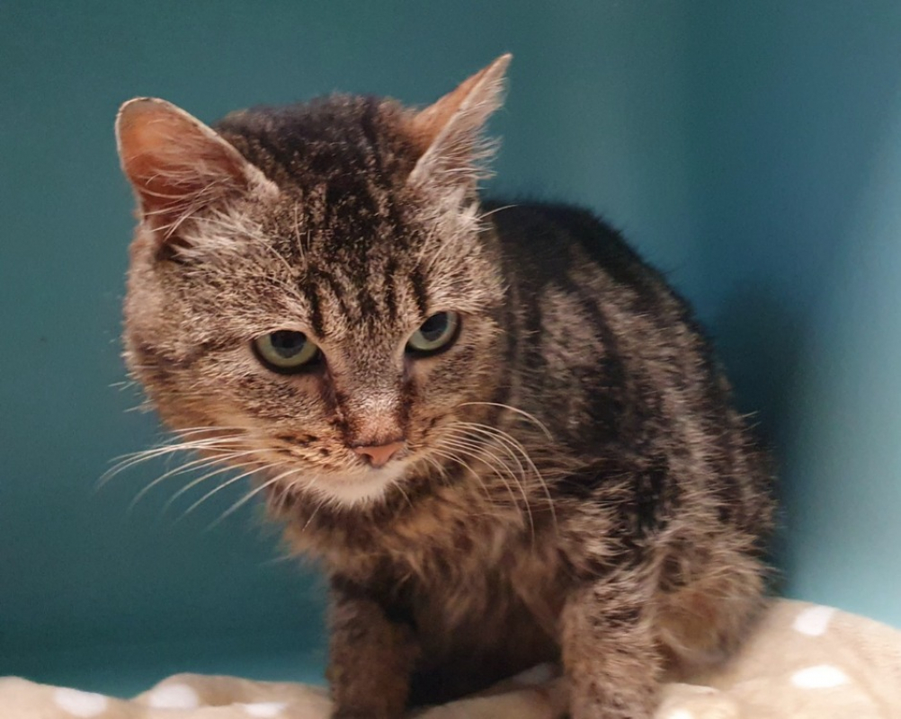 Photo #2 de Cookiette