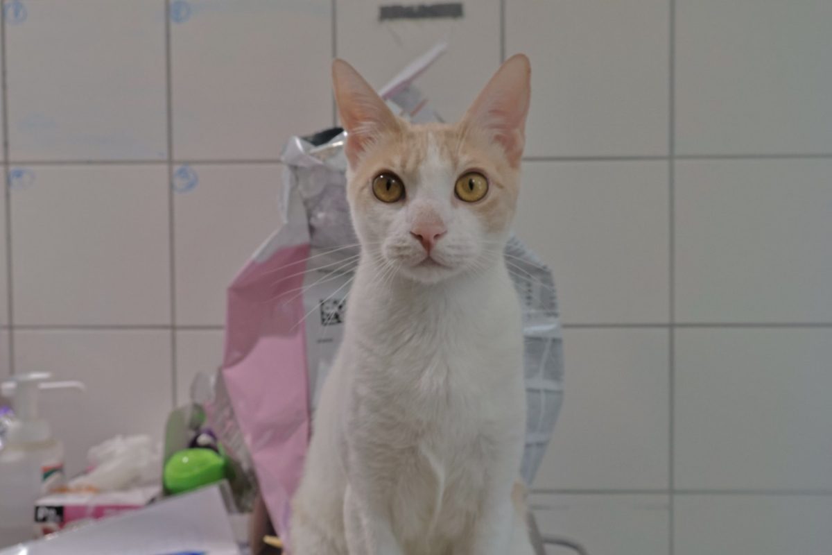 Zazou - Chat Européen à adopter
