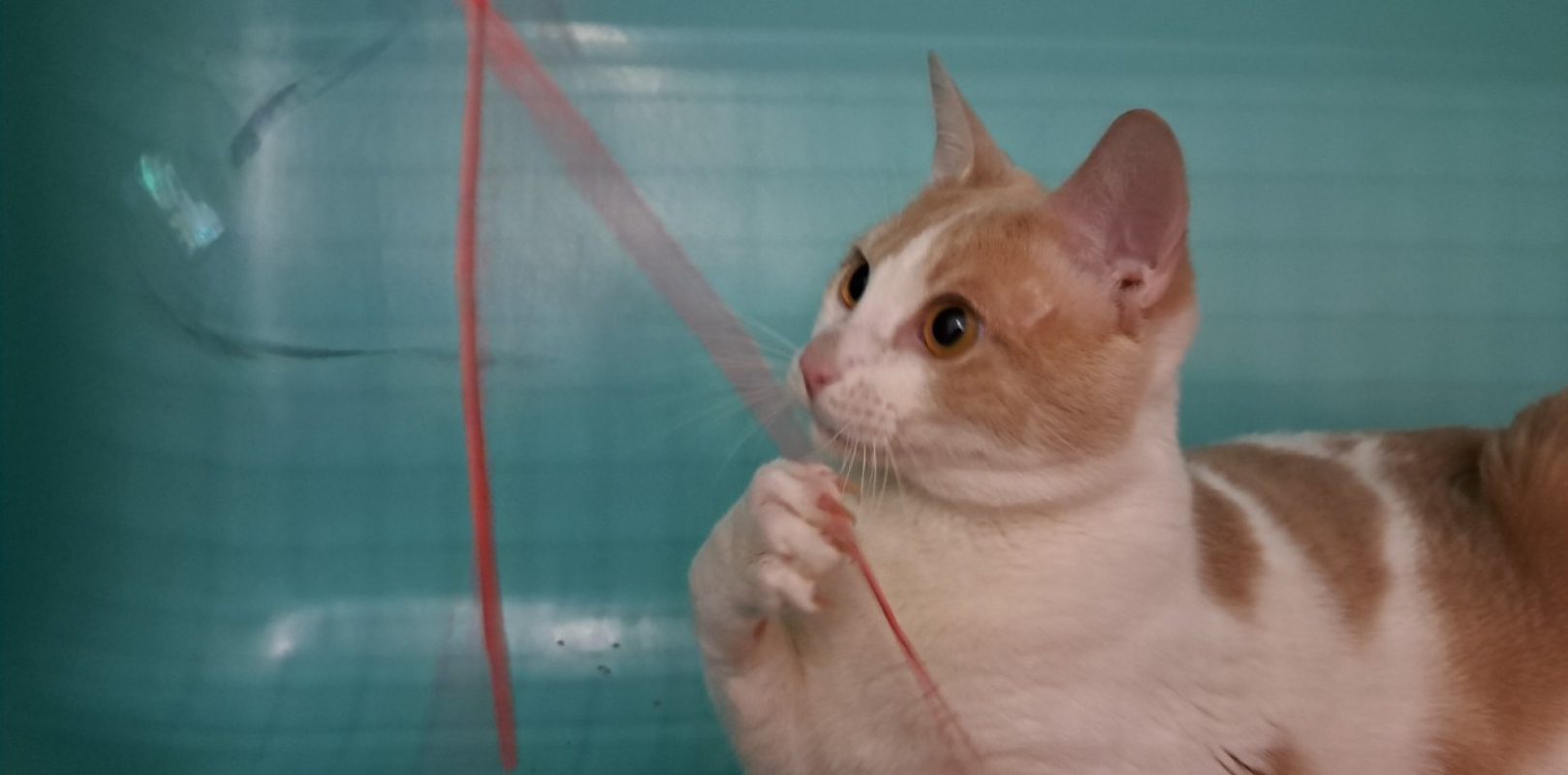 Zazou - Chat Européen à adopter - photo 4