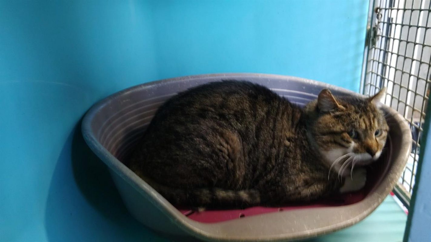 Hypnomade minouche - Chat Européen à adopter