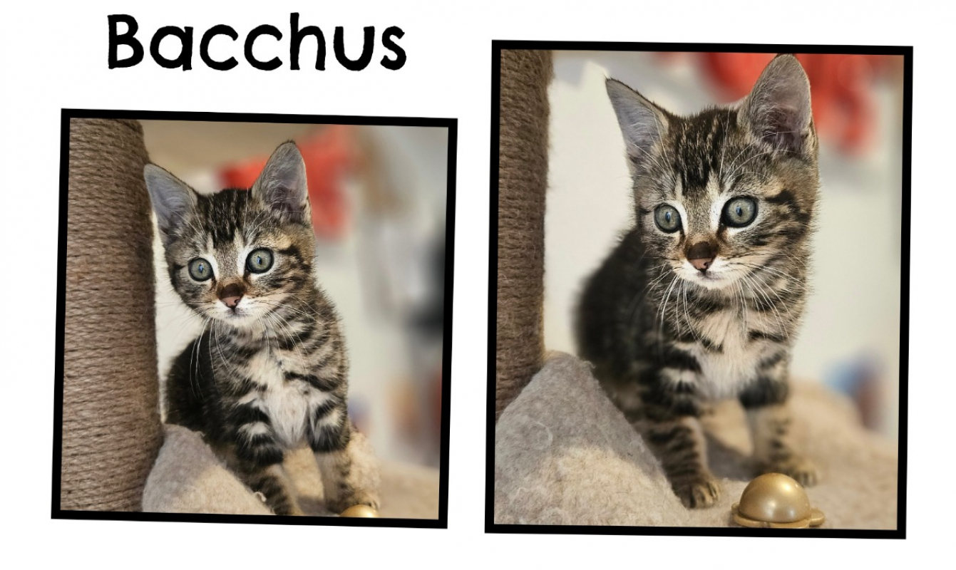 Photo de Bacchus