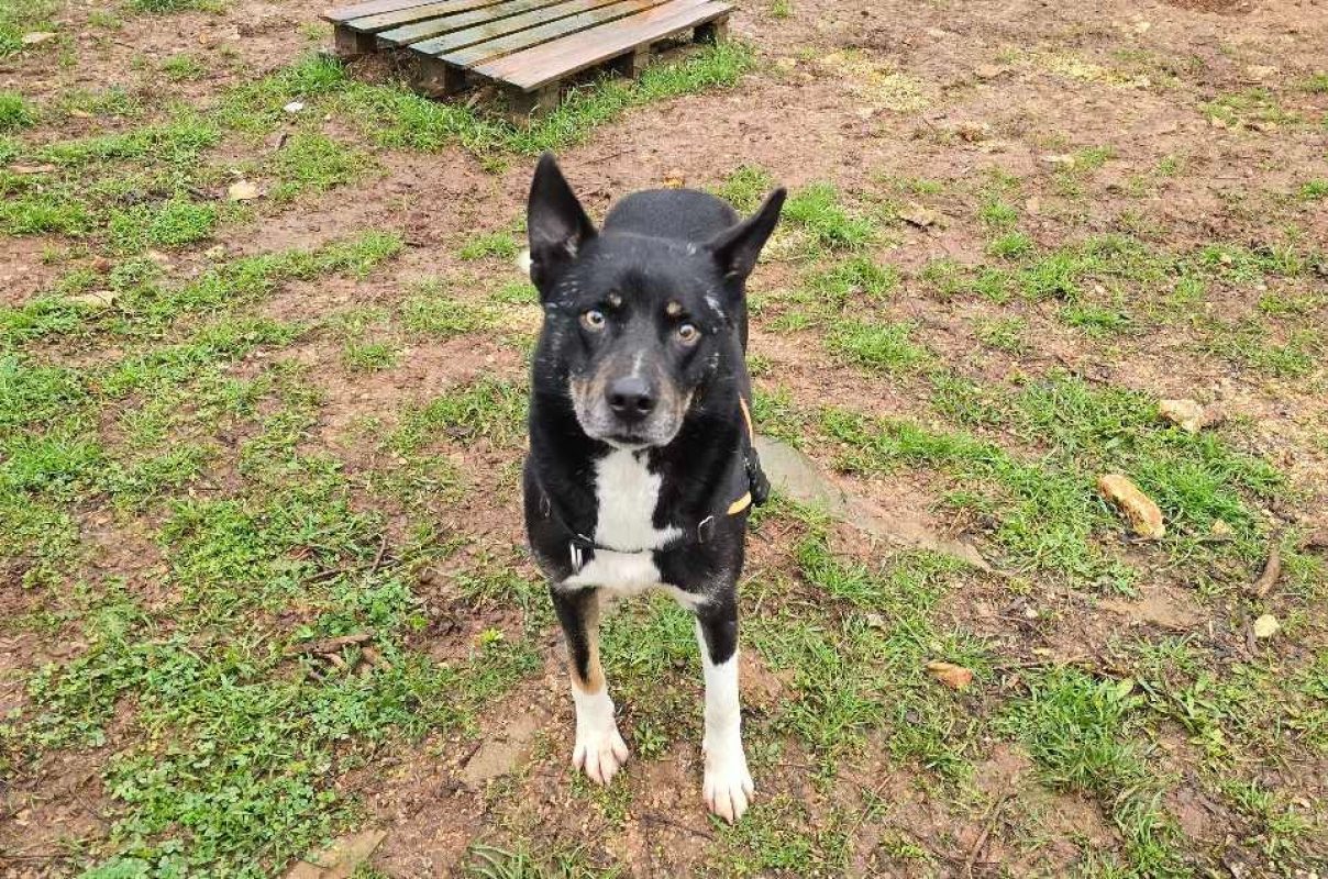 Hatchi - Husky Sibérien à adopter à Vallérargues (30) - Animaux.fr