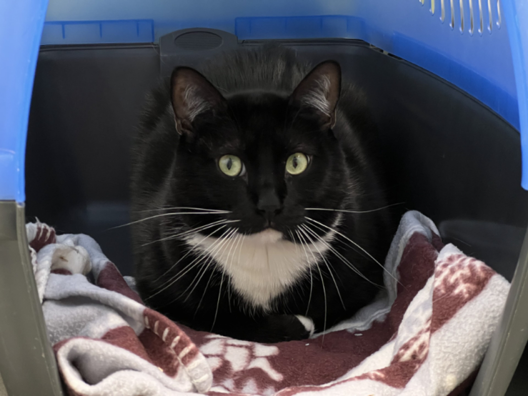 Photo #1 de Bagherra