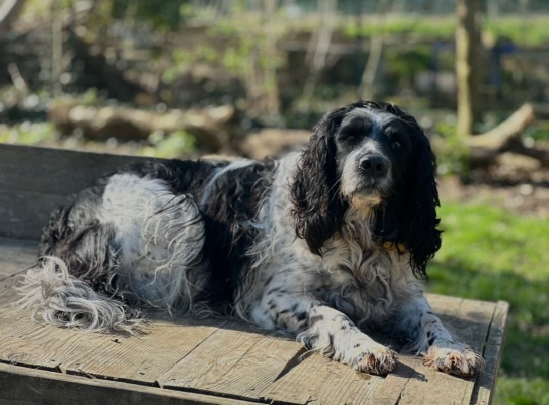 Roxy - Chien English-Springer-Spaniel à adopter
