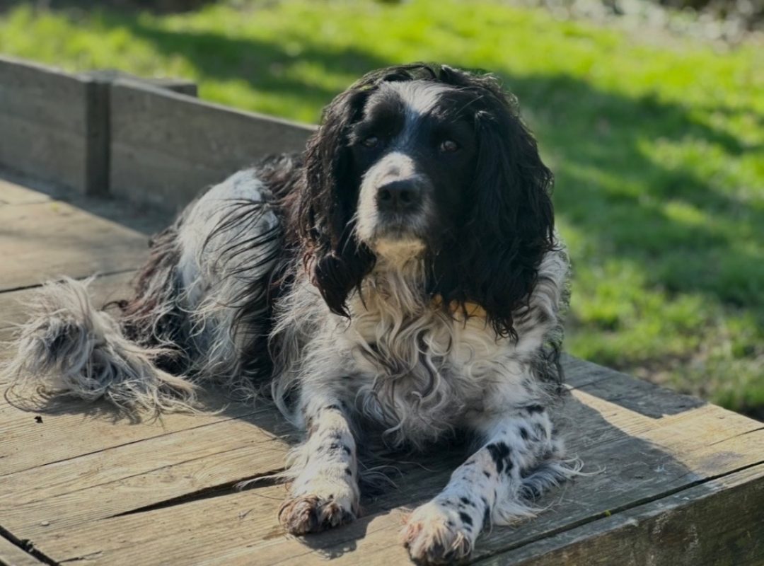 Roxy - Chien English-Springer-Spaniel à adopter - photo 2