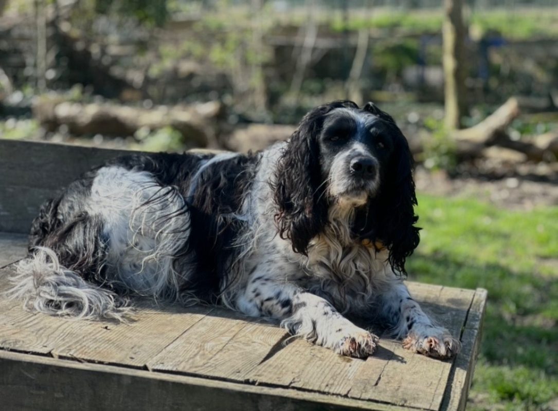 Roxy - Chien English-Springer-Spaniel à adopter - photo 3