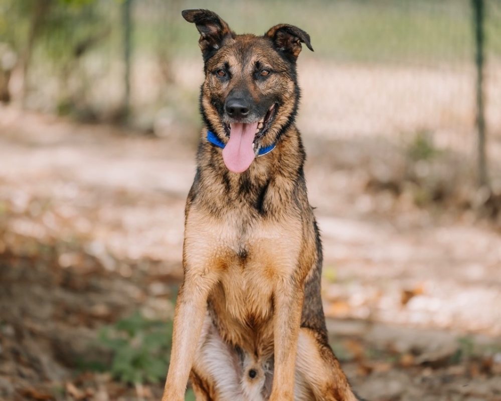 Loki - Chien à adopter