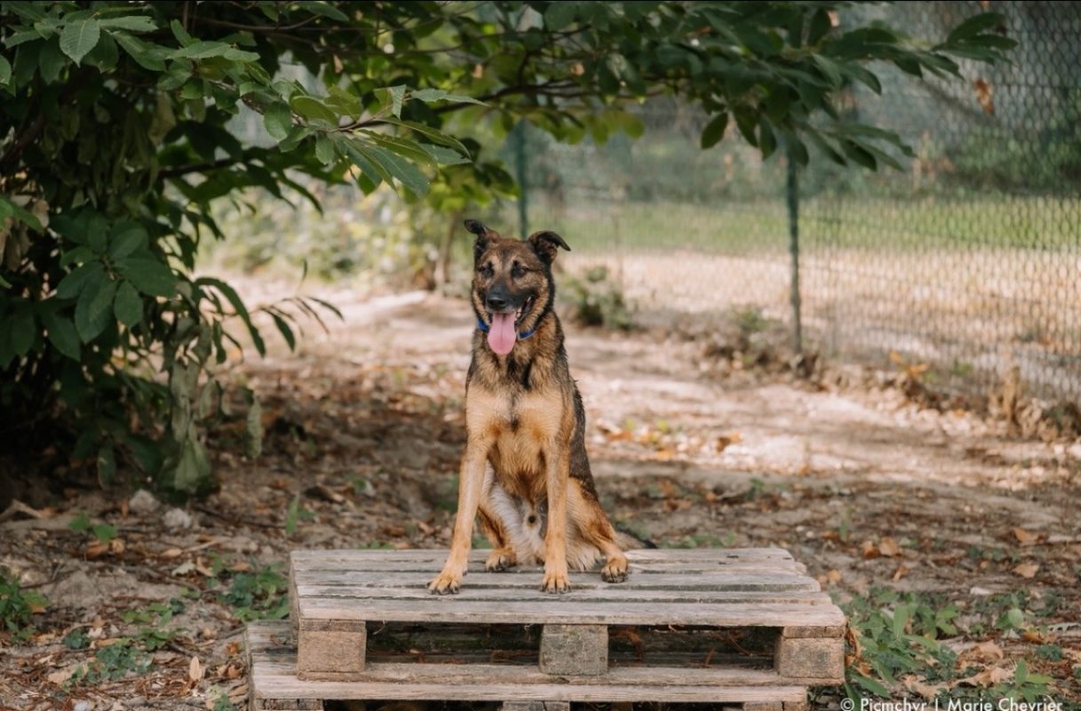 Loki - Chien à adopter - photo 2