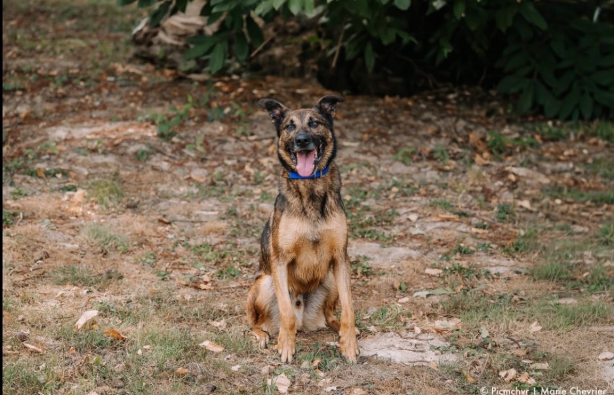 Loki - Chien à adopter - photo 3
