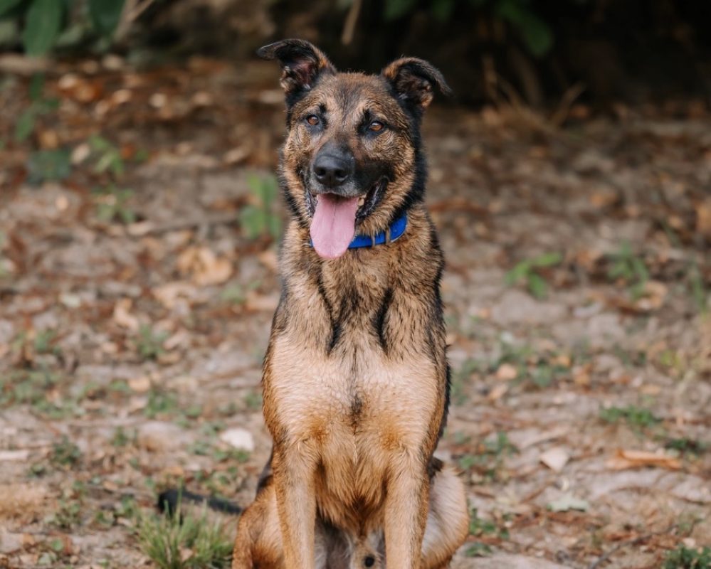 Loki - Chien à adopter - photo 4