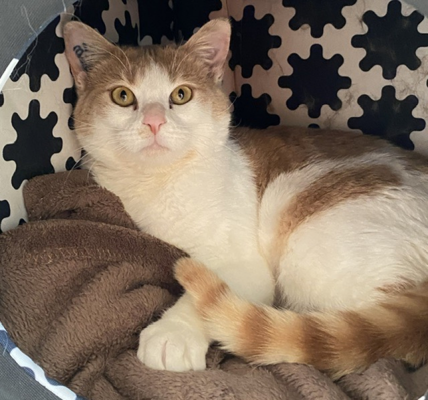 Photo #1 de Caramelo