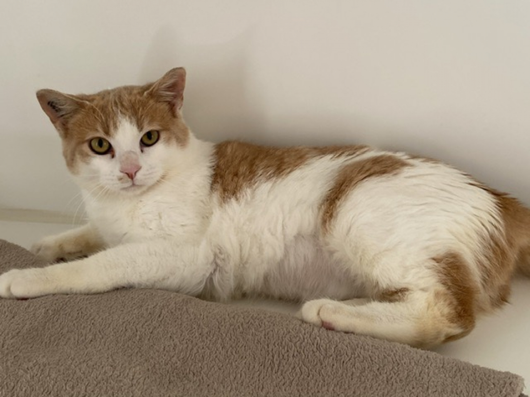 Photo #2 de Caramelo