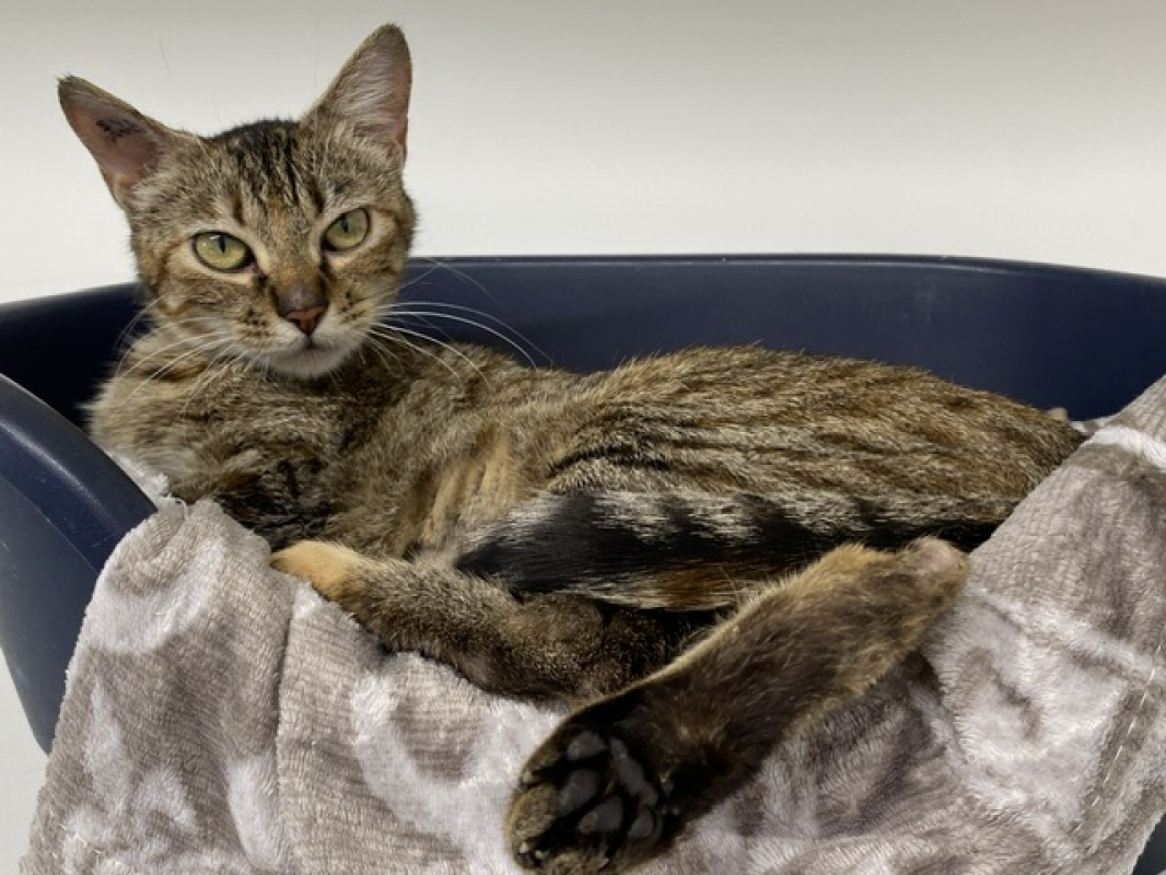 Photo #2 de Bluebell 