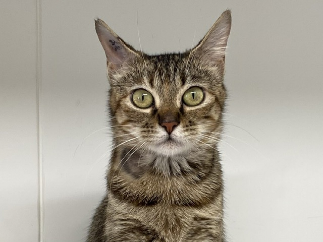 Photo #1 de Bluebell