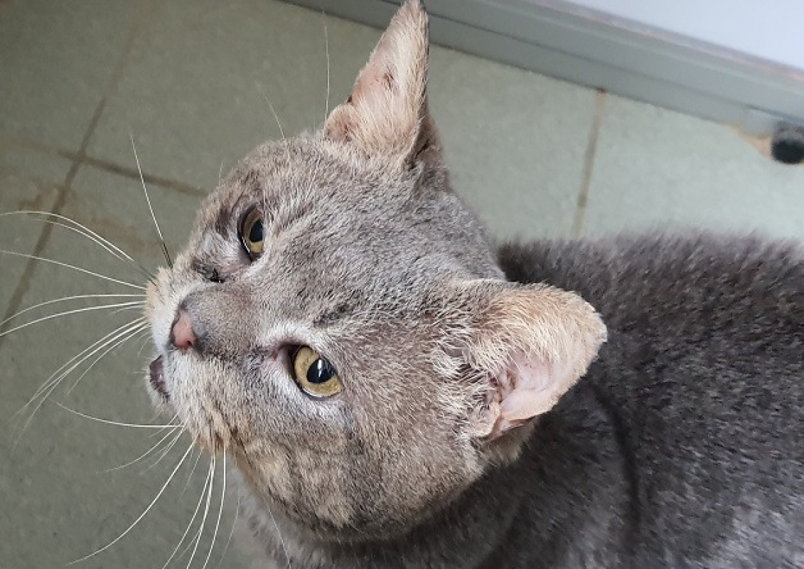 Photo #2 de Capitain croch'