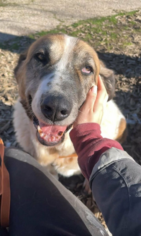Photo #1 de DAGA 8 ans, merveilleuse Mastine Espagnole à aimer