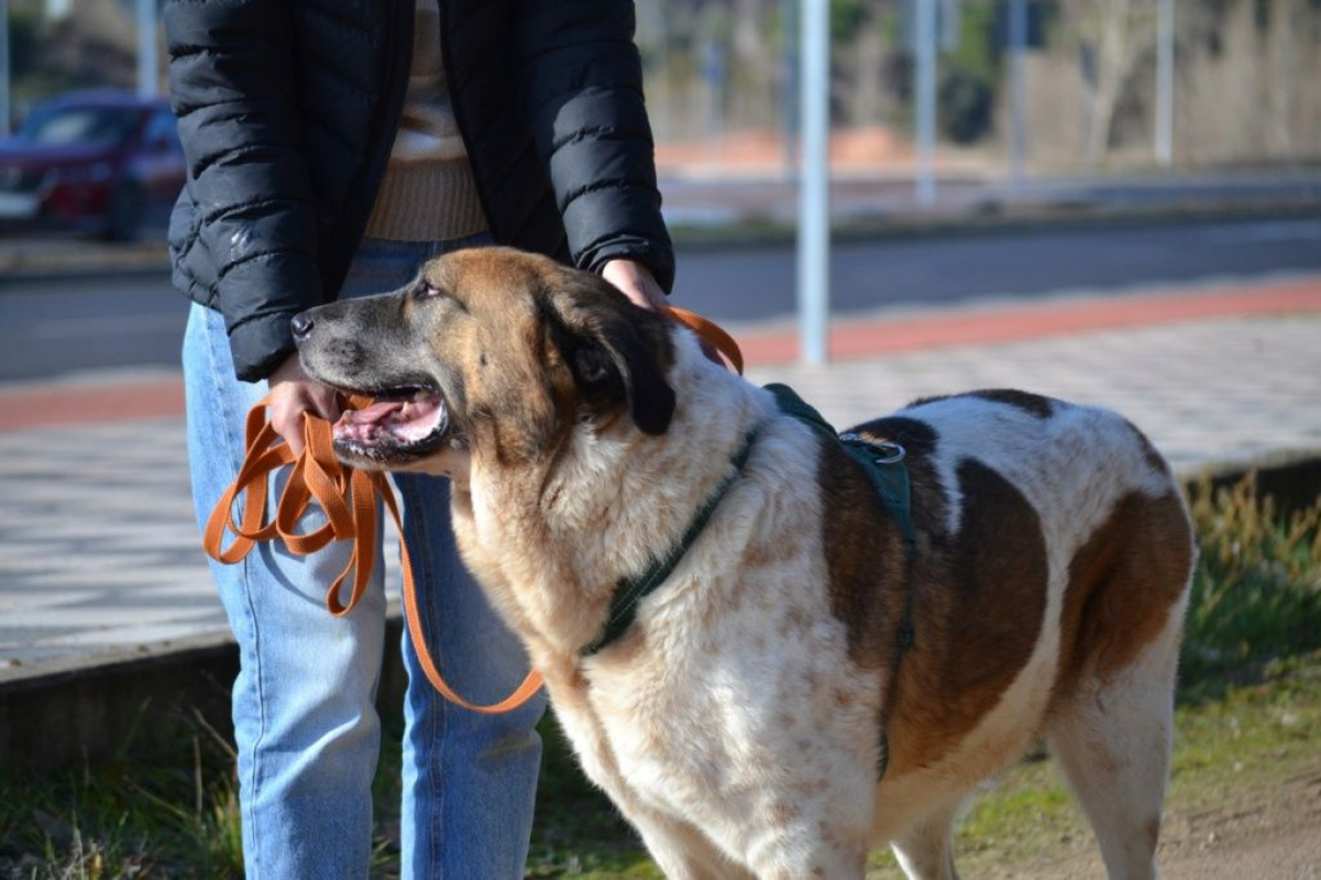 Photo #2 de DAGA 8 ans, merveilleuse Mastine Espagnole à aimer