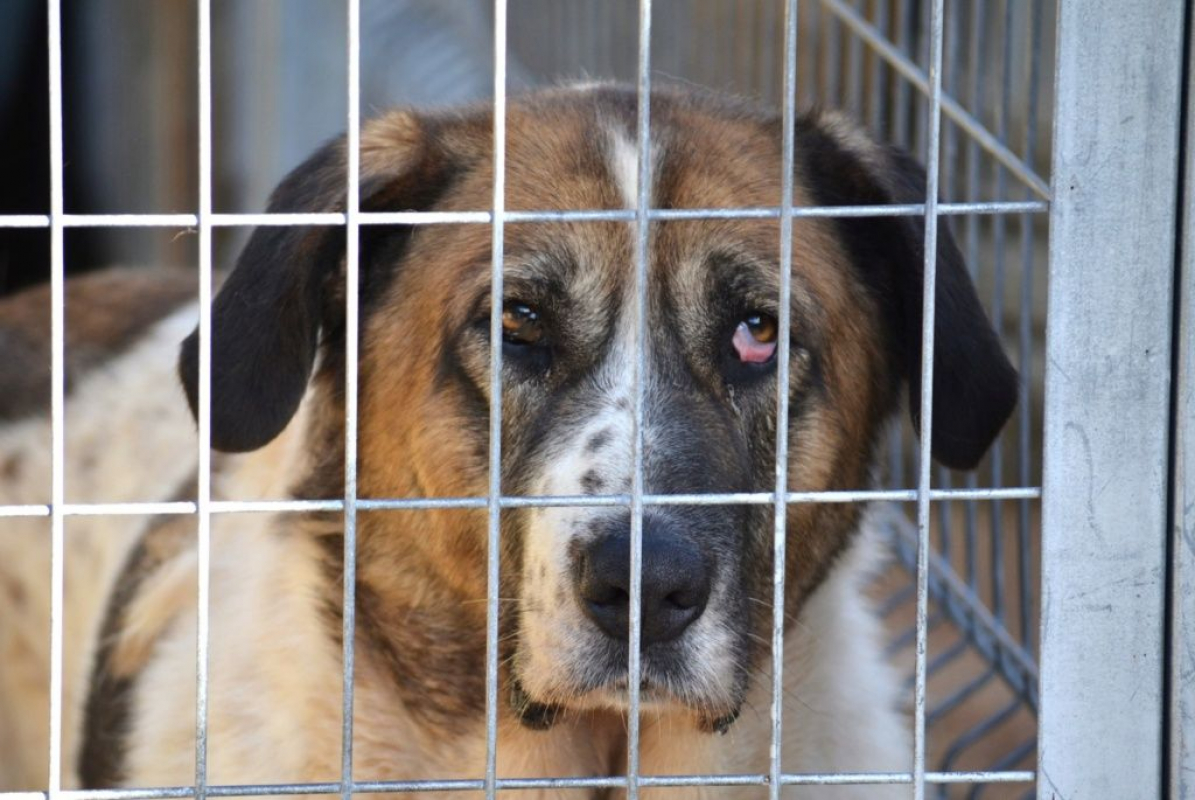 Photo #3 de DAGA 8 ans, merveilleuse Mastine Espagnole à aimer