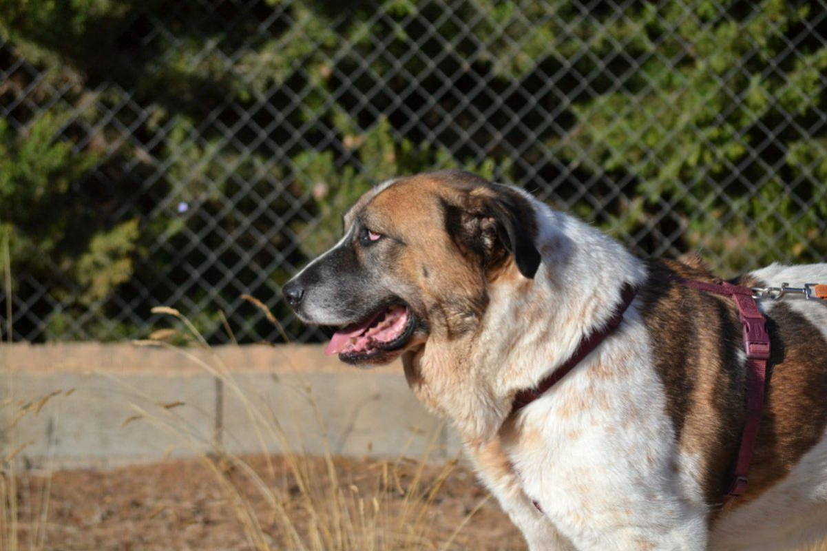 Photo #6 de DAGA 8 ans, merveilleuse Mastine Espagnole à aimer