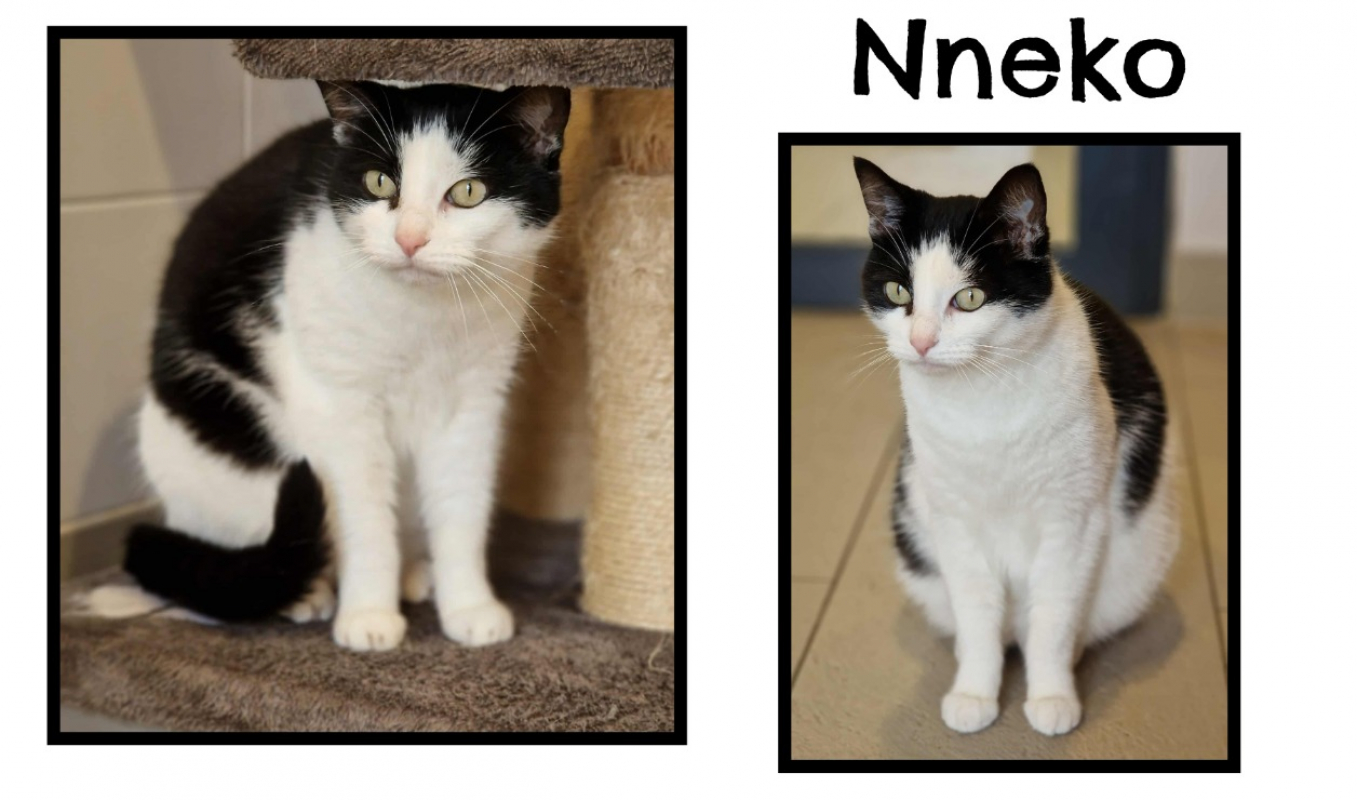 Photo de Nneko
