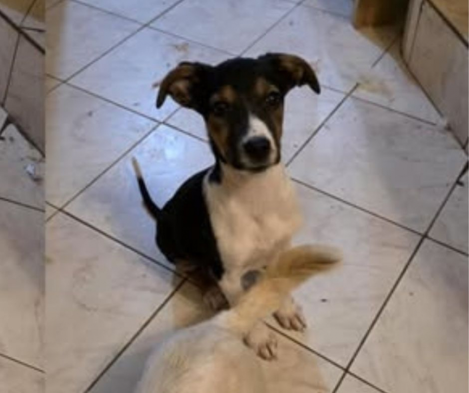 Photo #1 de AMERICANA