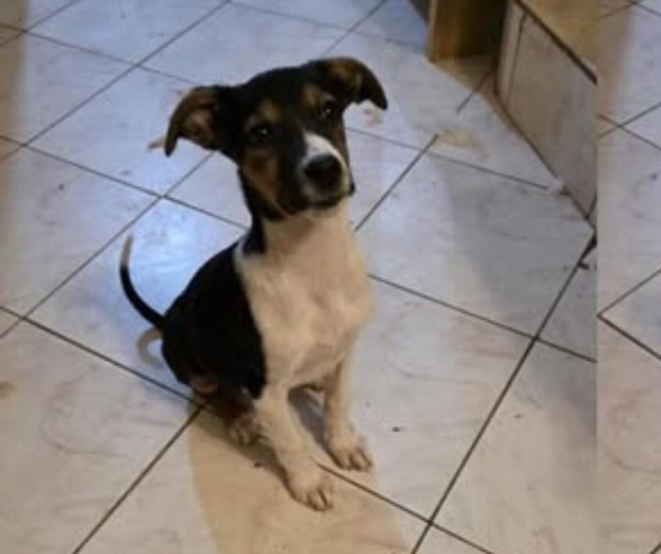 Photo #3 de AMERICANA