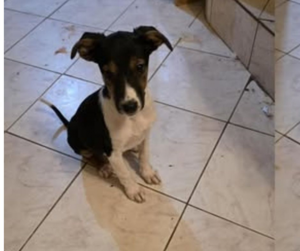 Photo #4 de AMERICANA