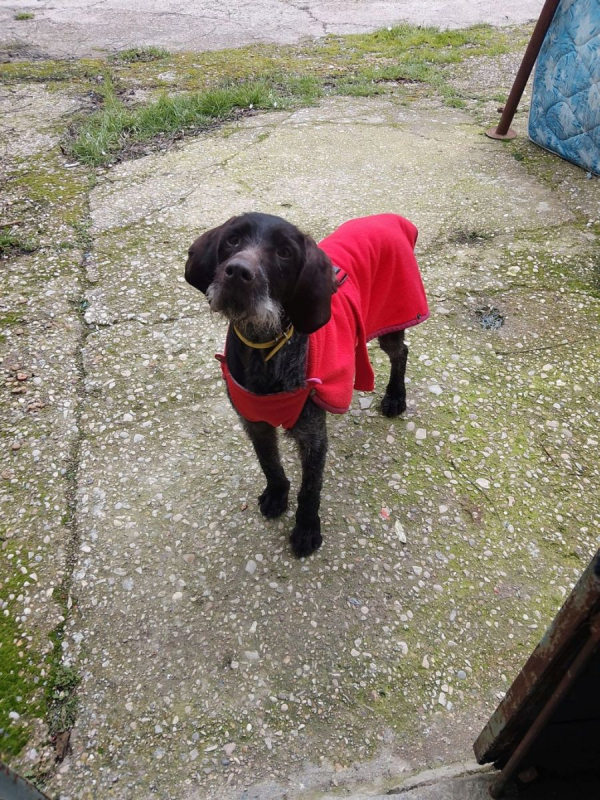 Photo #1 de MARCELA 3 ans, merveilleuse femelle Drahthaar