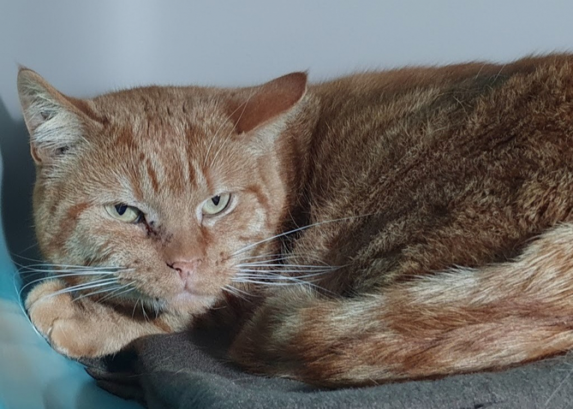 Photo #1 de Peluchon