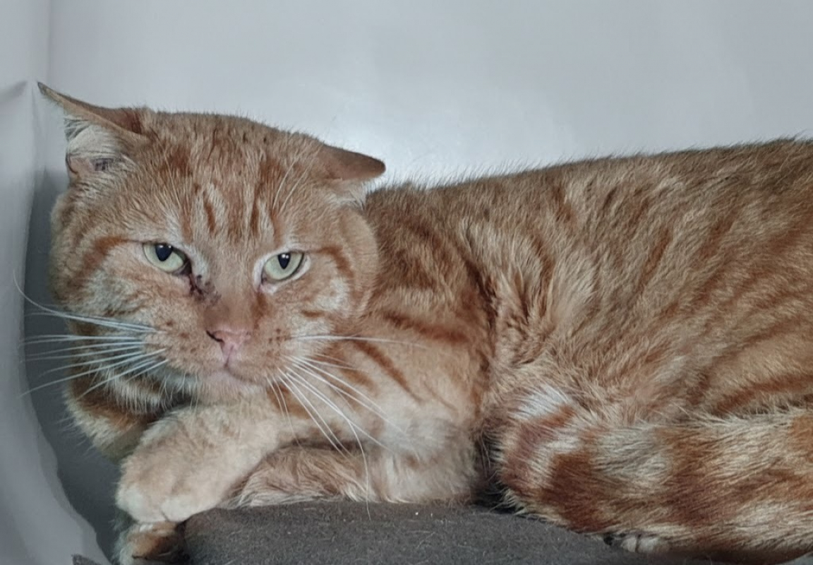 Photo #2 de Peluchon