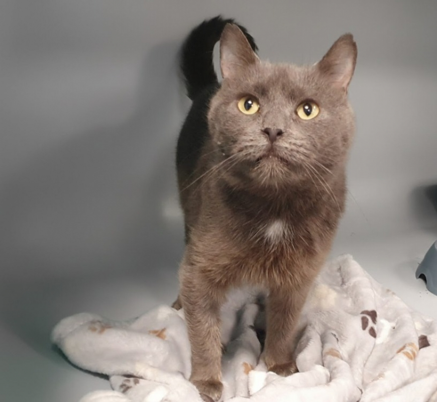 Photo #1 de Babouche