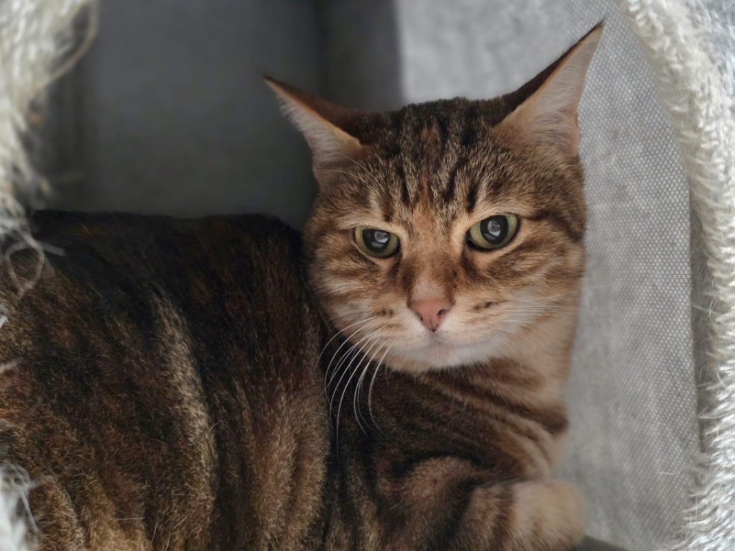 Photo de Chatounette