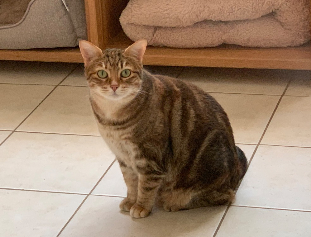 Photo #1 de Chatounette