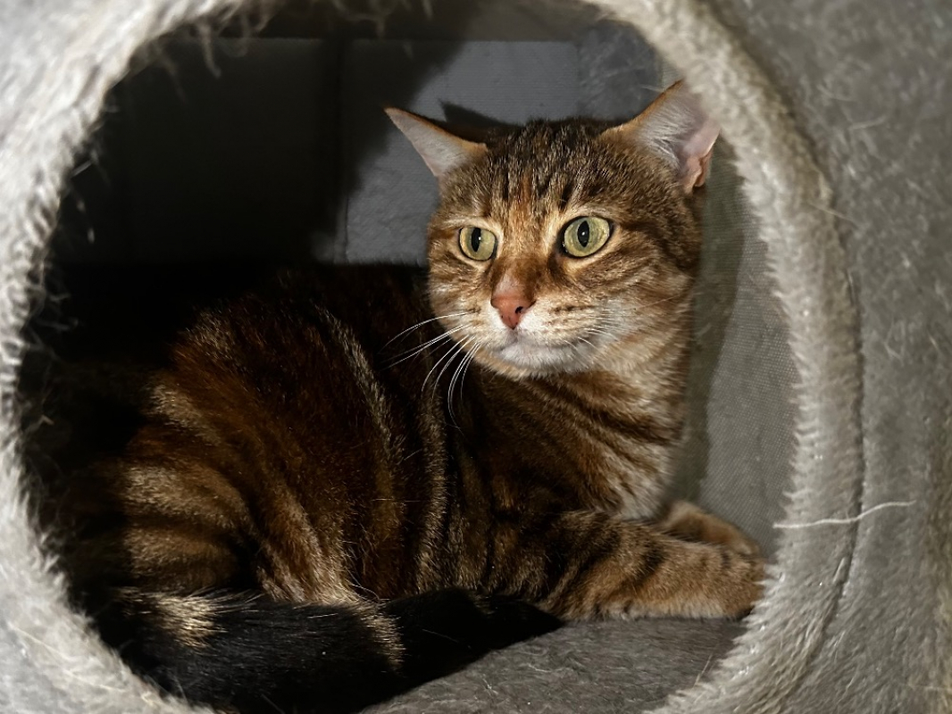 Photo #2 de Chatounette