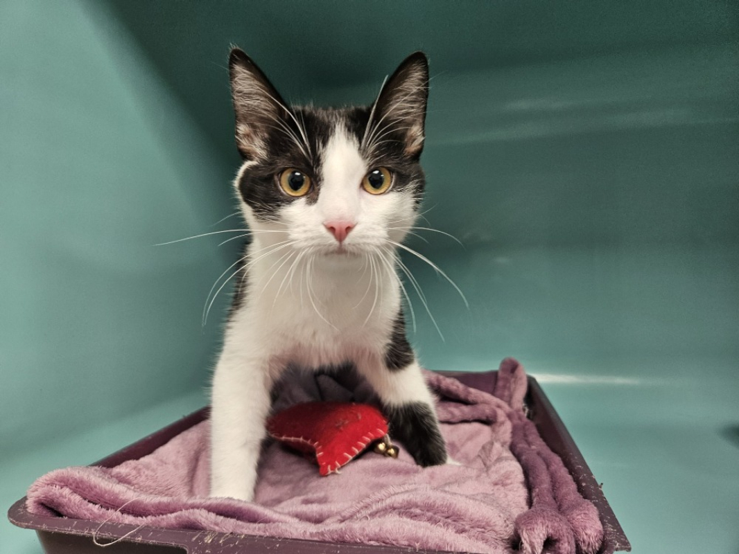 Photo #1 de Poupette