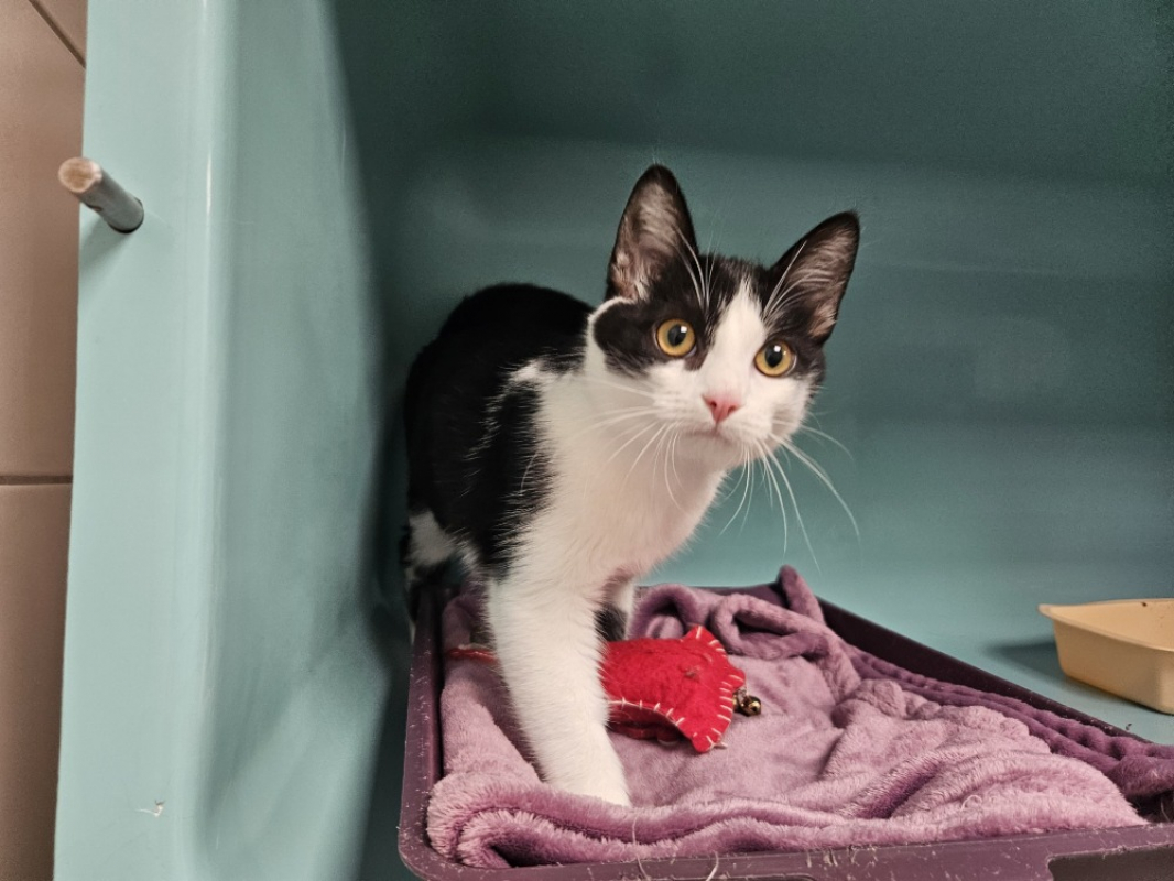 Photo #2 de Poupette