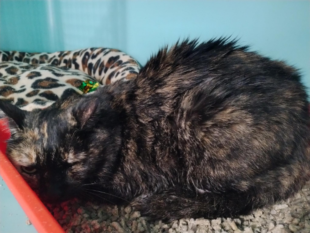 Photo de Typhaine pupuce