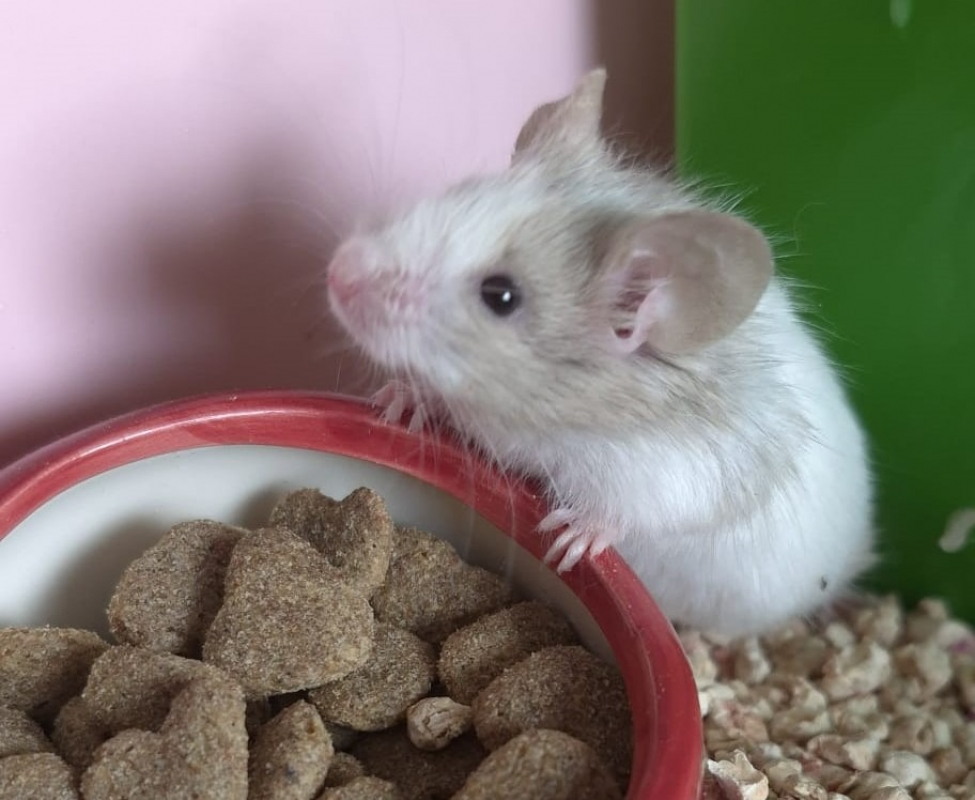 Photo #1 de Rondoudou