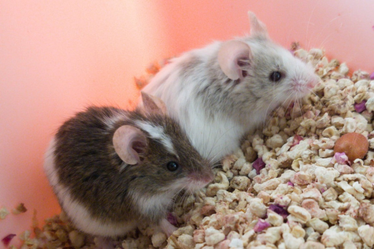 Photo #2 de Rondoudou