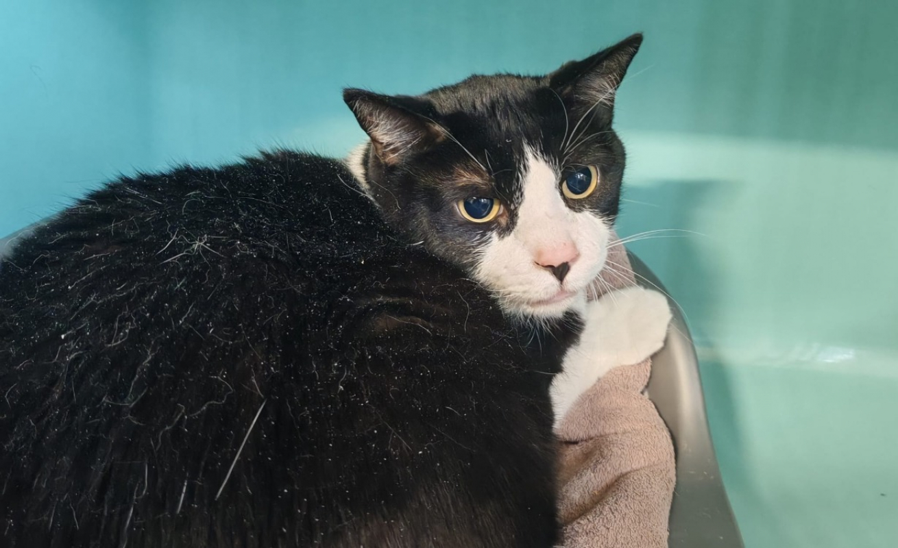 Photo de Maestro dit lolo