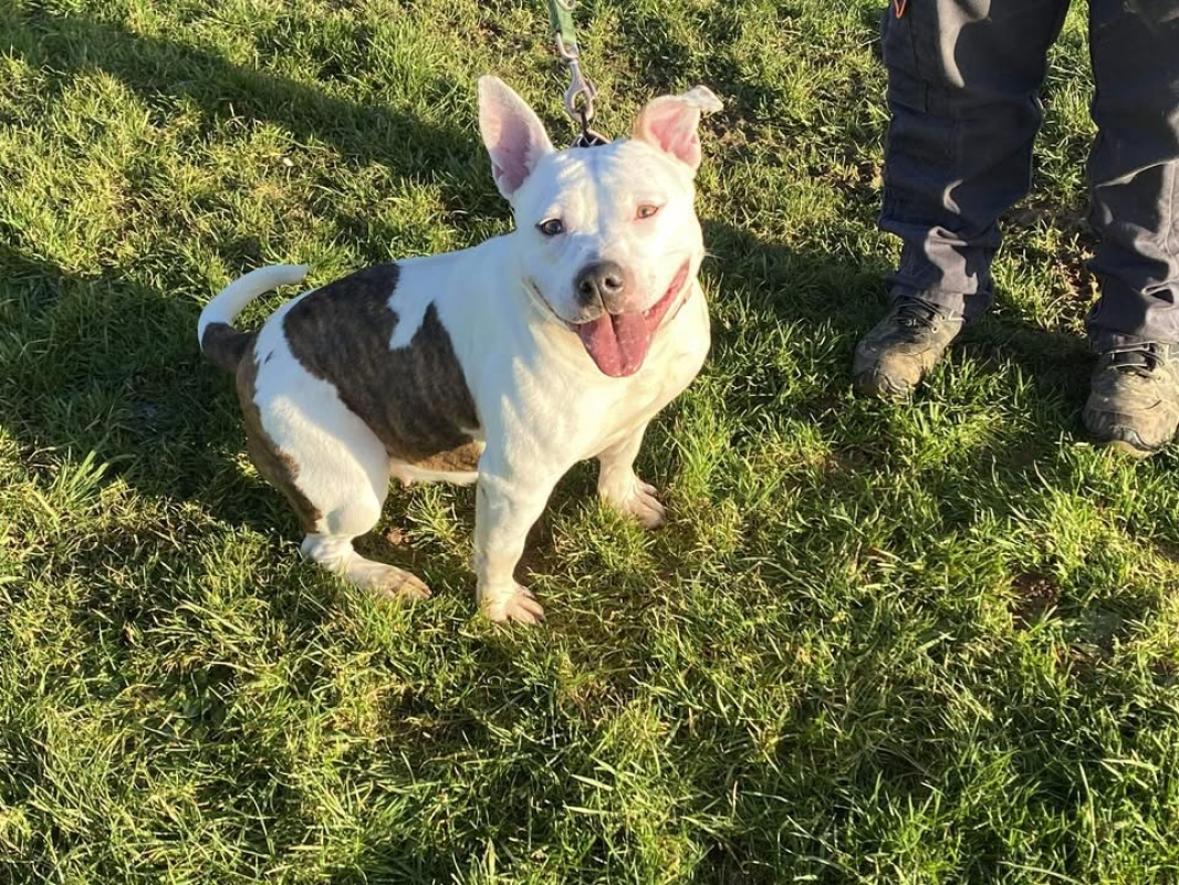 Photo #1 de Comtesse