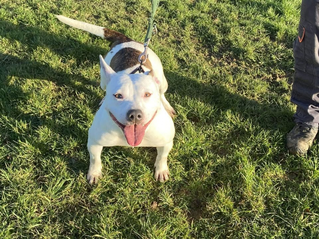 Photo #2 de Comtesse