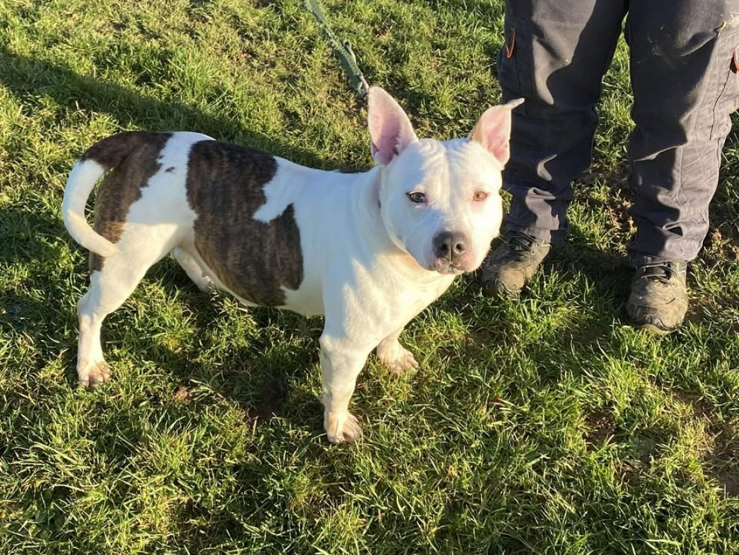 Photo #3 de Comtesse