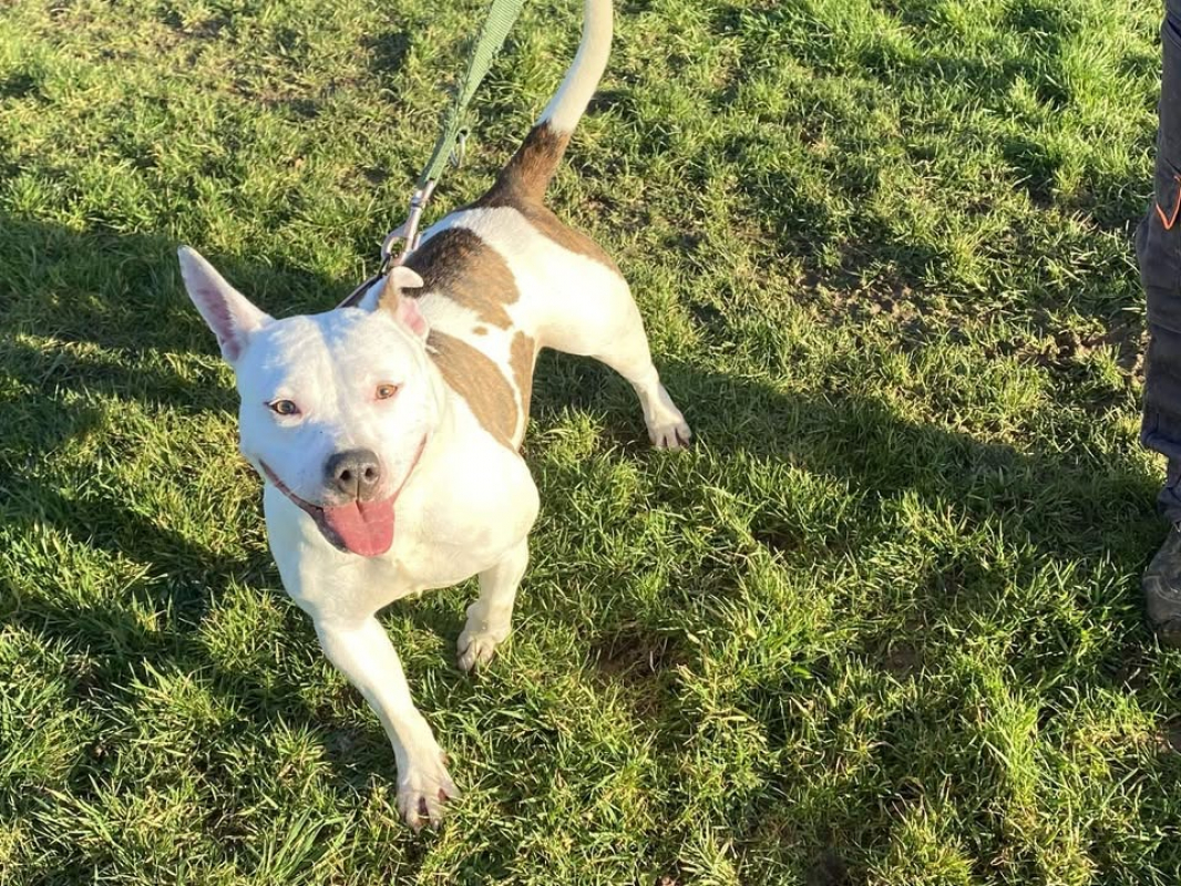 Photo #4 de Comtesse