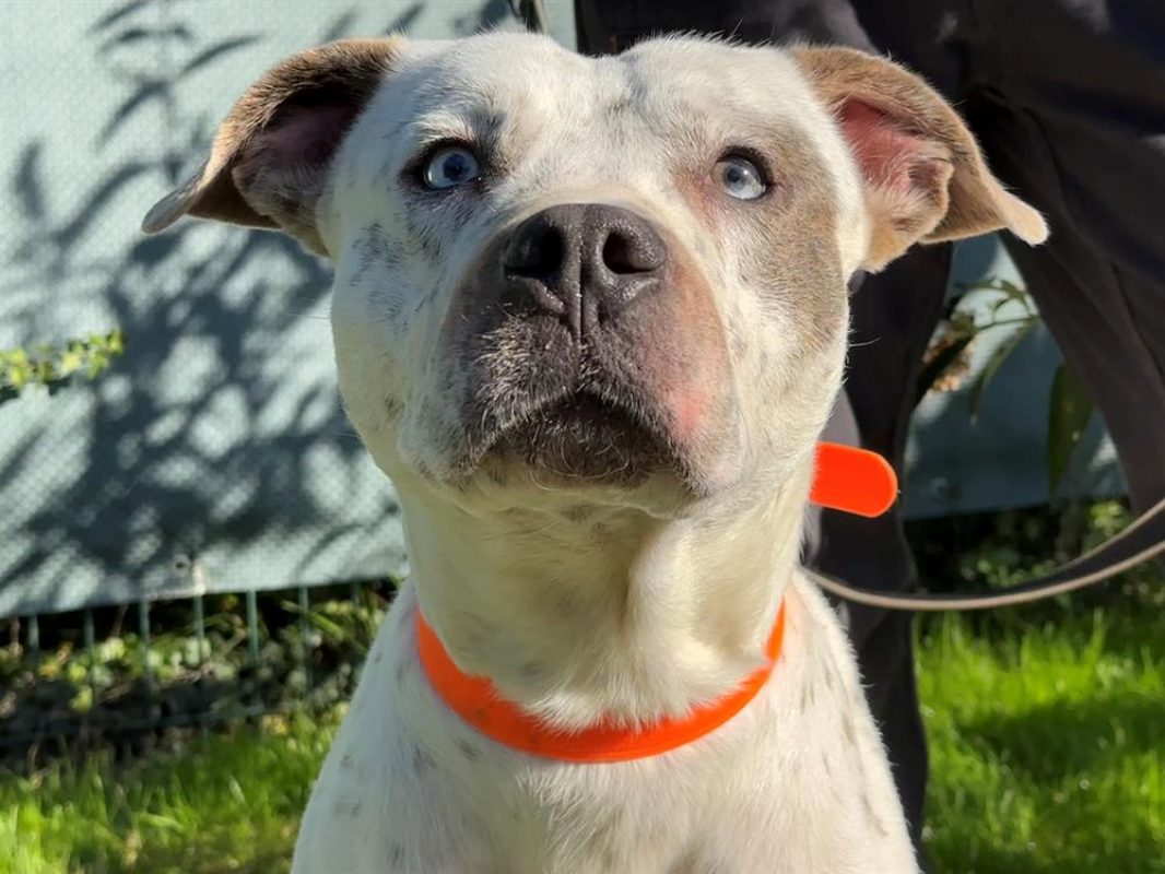 Tayson - Chien à adopter